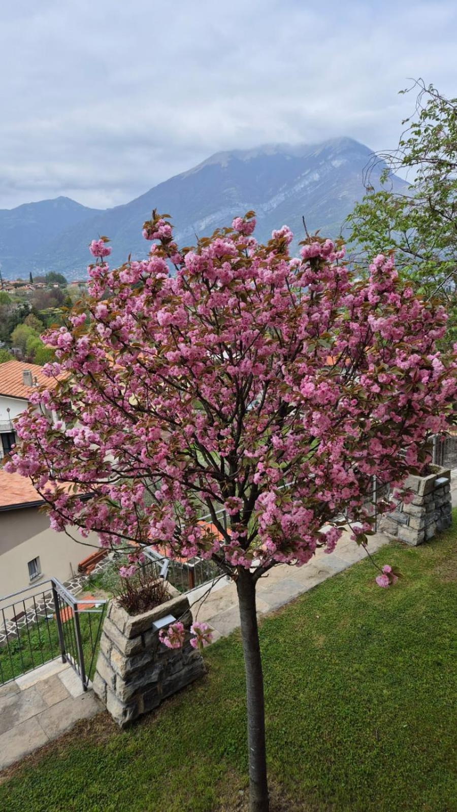 Villa Primula Bellagio Eksteriør billede
